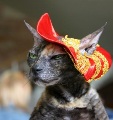 Аватара пользователя