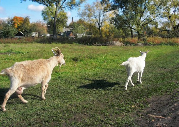 Нажать для просмотра полного размера