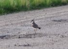 201105_lapwing.jpg