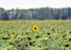 Файл : 201108_sunflower.jpg
Размер файла : 191KB
Размеры : 800x563
Дата добавления : Февр 15, 2012 201108_sunflower.jpg