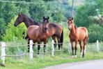 201207_horses.jpg