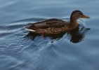 IMG_0263.jpg