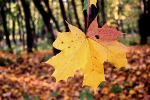 IMG_5581.jpg