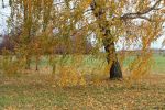 Файл : IMG_746000007~0.JPG
Размер файла : 1070KB
Размеры : 1503x1002
Дата добавления : Окт 20, 2013 IMG_746000007~0.JPG